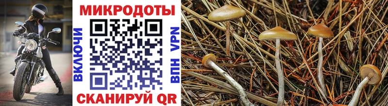 darknet официальный сайт  купить  цена  Спас-Деменск  Псилоцибиновые грибы Magic Shrooms 